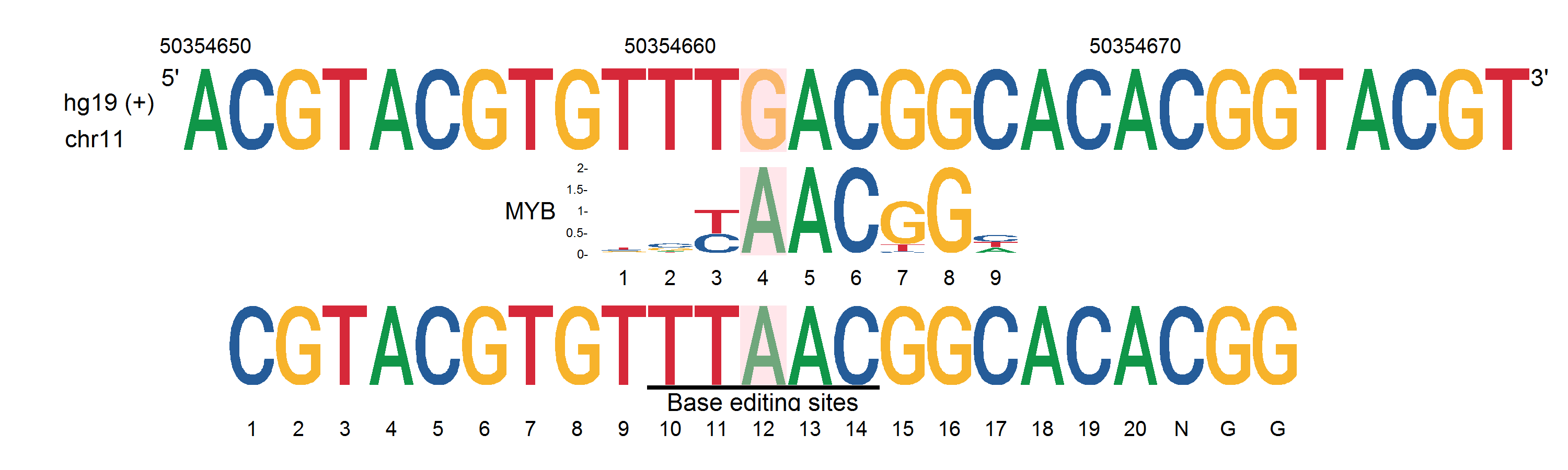 ../_images/jupyter_notebooks_ggseqlogo_motif_SNP_2_0.png